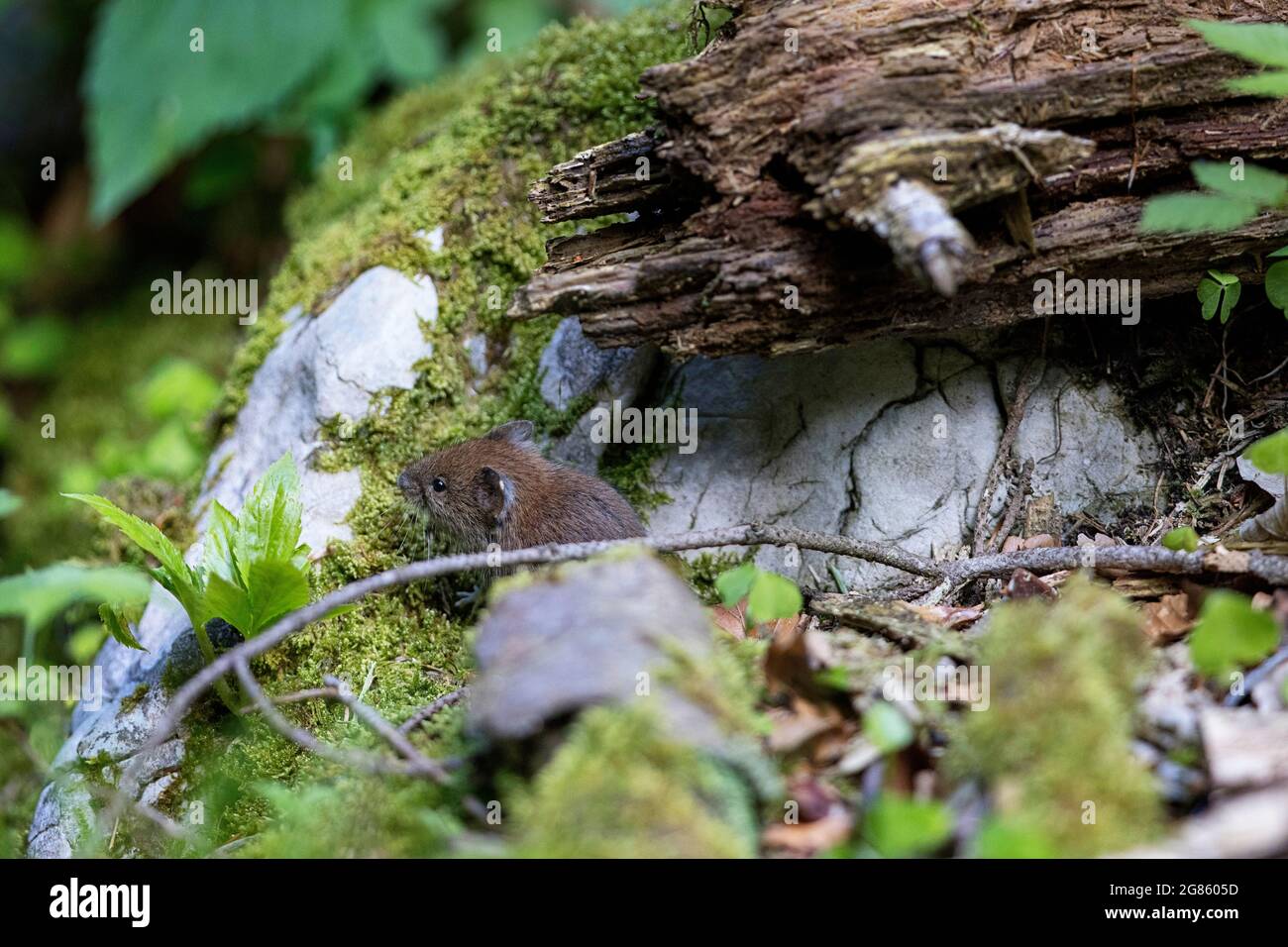 Kleine braune Maus im dichten Wald. Tier in der Natur Lebensraum. Stockfoto
