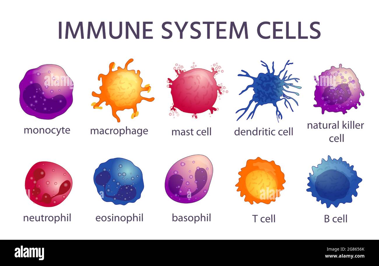 Zelltypen des Immunsystems. Cartoon-Makrophagen, dendritische, Monozyten-, Mast-, b- und t-Zellen. Adaptive und angeborene Immunität, Lymphozytenvektor-Set Stock Vektor