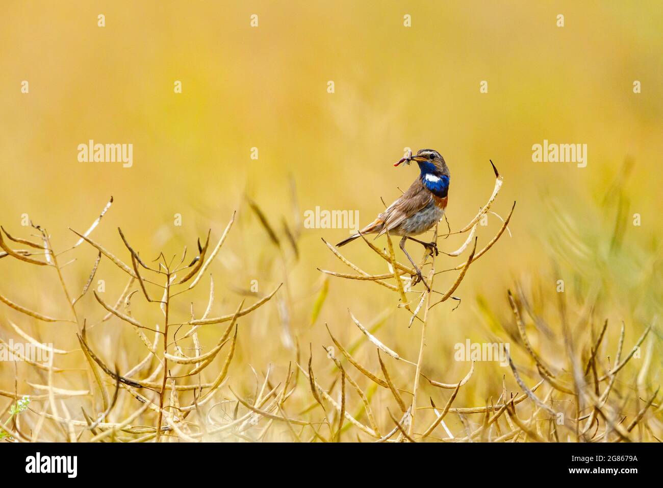 Ein Blaukehlchen in einem Rapsfeld Stockfoto