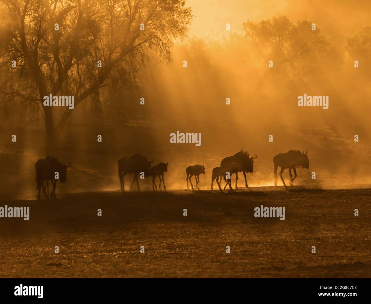 Eine kleine Gruppe von Wildebeest im staubigen Sonnenaufgang schafft Silhouette Stockfoto