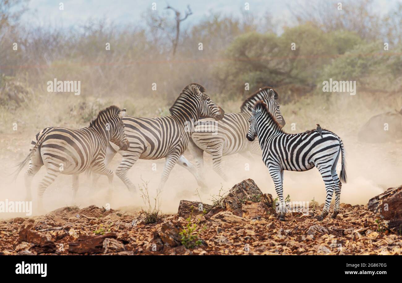 Eine Gruppe von Burchells Zebra Equus burhelli an einem Wasserloch, wo nervöse Aktivität offensichtlich ist. Hier stürmen einige von einer imaginierten Bedrohung ab. Stockfoto