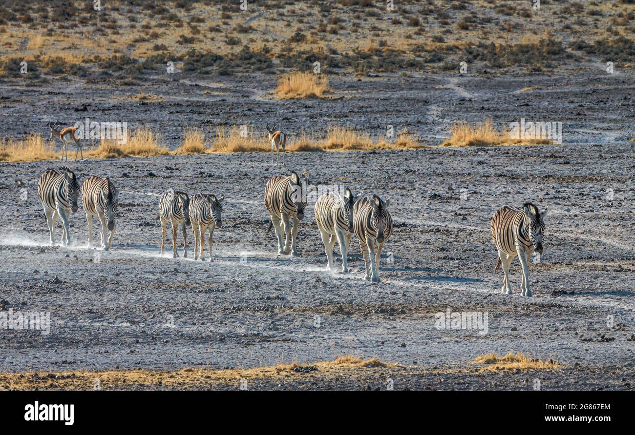 Eine Gruppe von Burchells Zebra Equus burhelli, die im trockenen und staubigen Etosha-Nationalpark zu Wasser laufen. Es ist auch bekannt als die Ebene Zebra ist a b Stockfoto