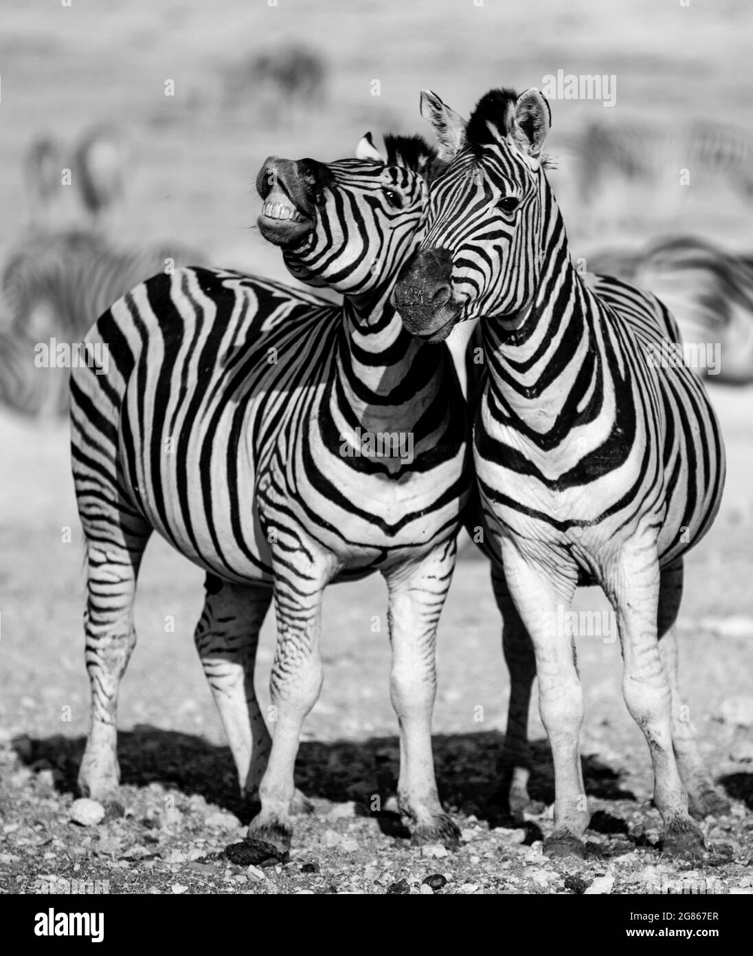 Zwei Burchells Zebra Equus burhelli, auch bekannt als das einfarbige Zebra, hat das Aussehen eines gestreiften Ponys mit auffälligen schwarzen und weißen Streifen Stockfoto