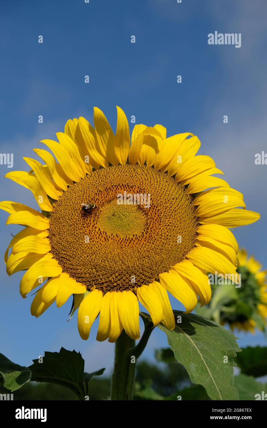Hummel sammelt Pollen von einer Sonnenblume. Makroansicht. Stockfoto