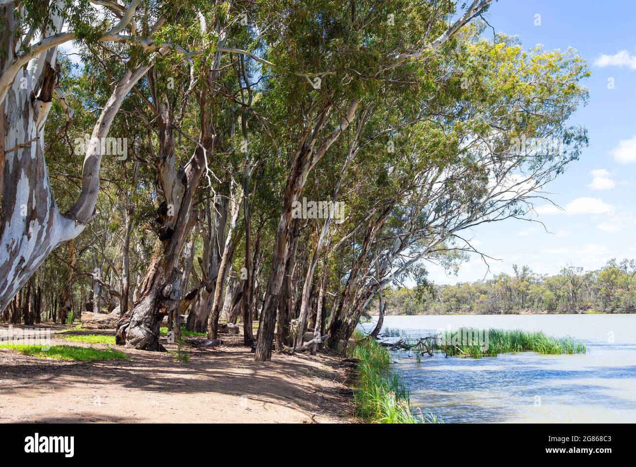 Die Ufer des Murray River in Dareton, NSW, Australien, Grenzen an Victoria. Stockfoto