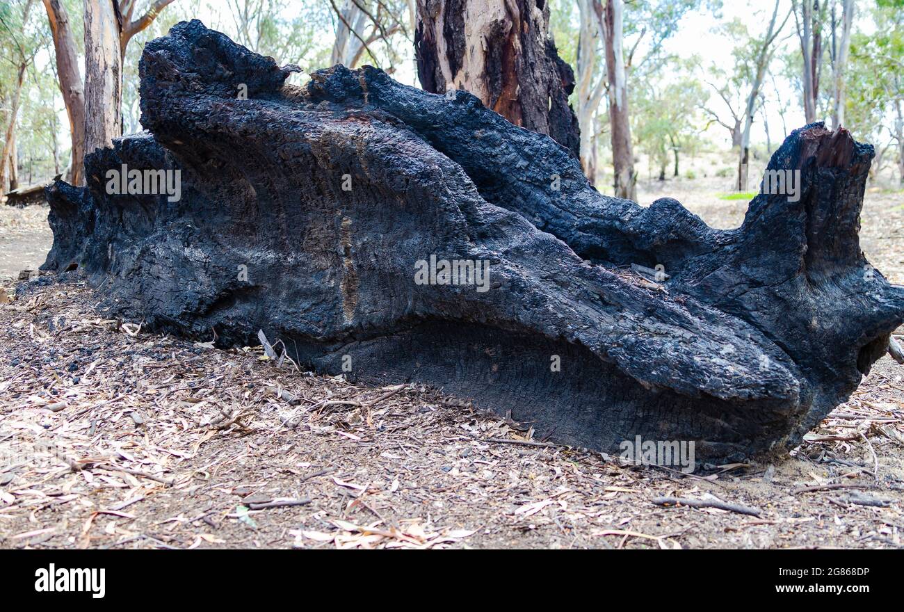 Verbrannter Baum, der verkohlten Baumstumpf hinterlässt, Murray River in Dareton, NSW, Australien Stockfoto
