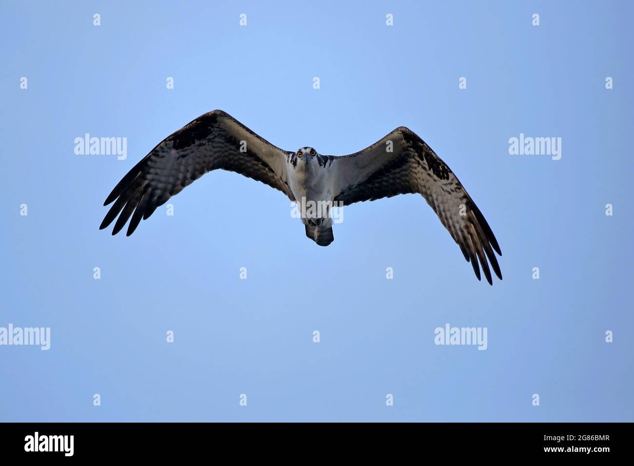 Fischadler im Flug am blauen Himmel in der Nähe der Dämmerung, Frontalansicht, wachsam aussehend Stockfoto
