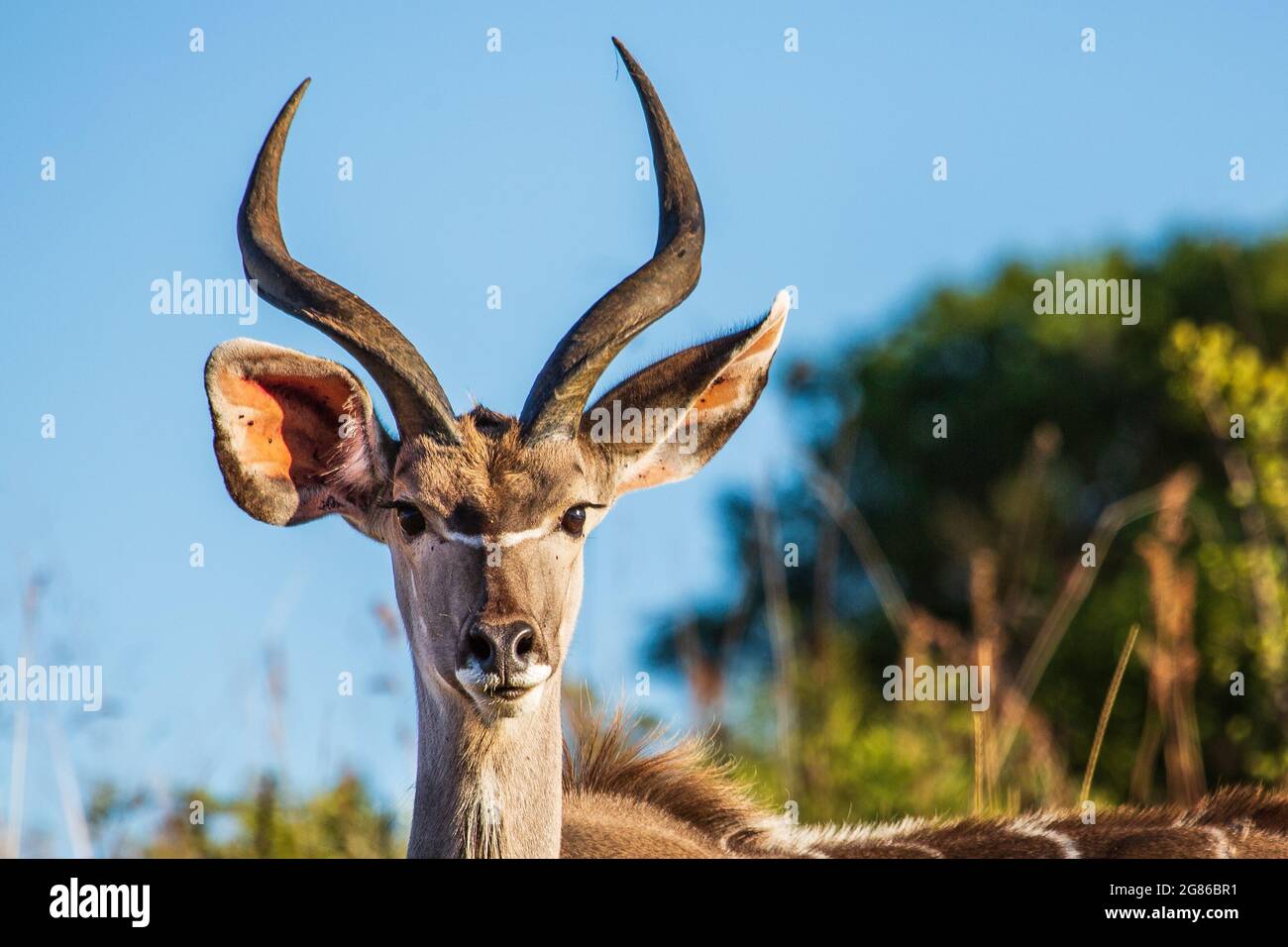 Porträt eines männlichen Großkudu-Bucks Tragelaphus strepsiceros, Ithala Game Reserve, KwaZulu-Natal, Südafrika Stockfoto