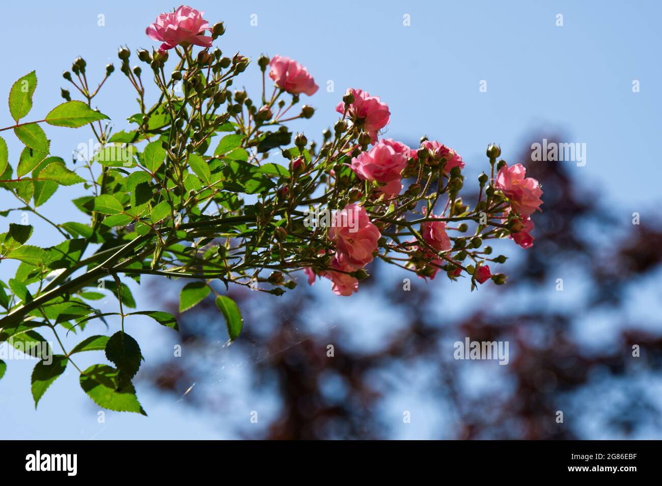 Die rosa Blüten der Fee gegen den blauen Sommerhimmel im Juli UK Stockfoto