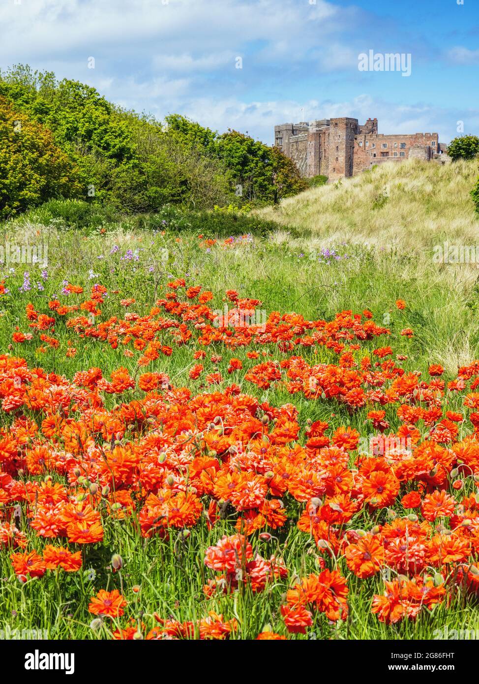 Ein Feld mit schönen großen Mohnblumen an der Küste von Northumberland, mit Bamburgh Castle in der Ferne. Stockfoto