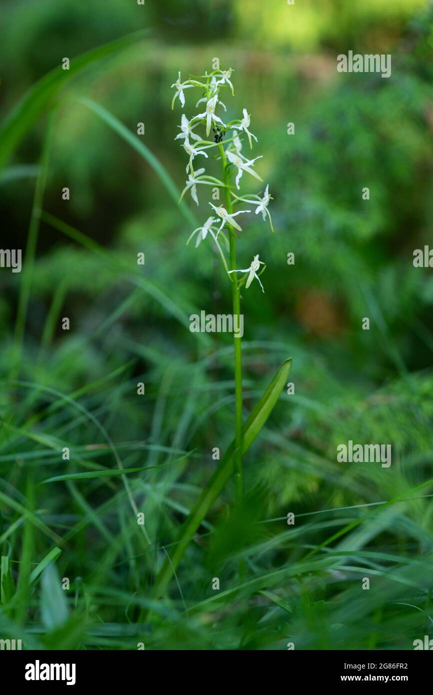 Kleine Schmetterling-Orchidee - Platanthera bifolia, schöne weiße Blütenpflanze aus europäischen Wiesen und Sümpfen, Weiße Karpaten, Tschechische Republik. Stockfoto