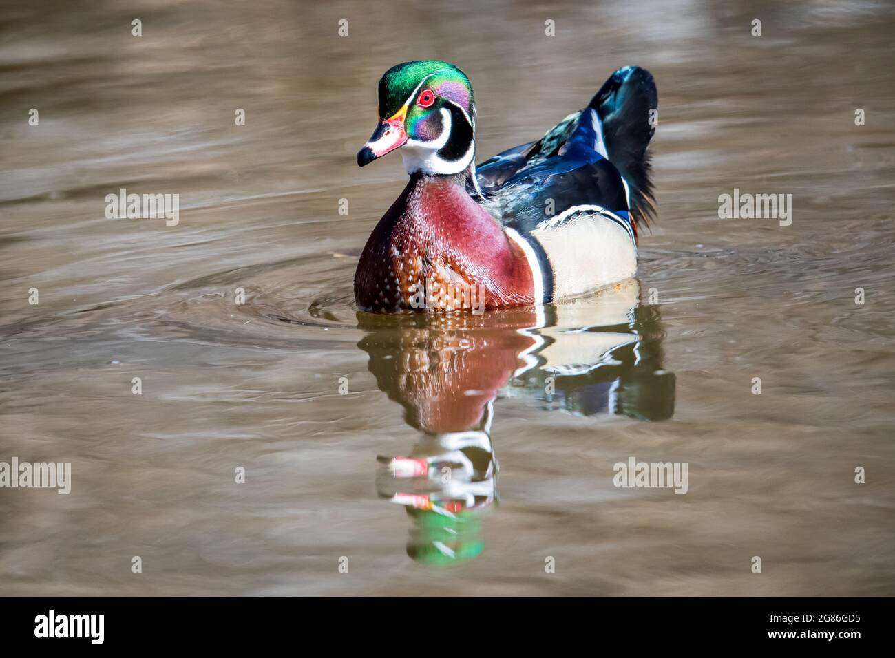 Holzente (Aix sponsa) im Rio Grande Nature Cent in Albuquerque, New Mexico Stockfoto