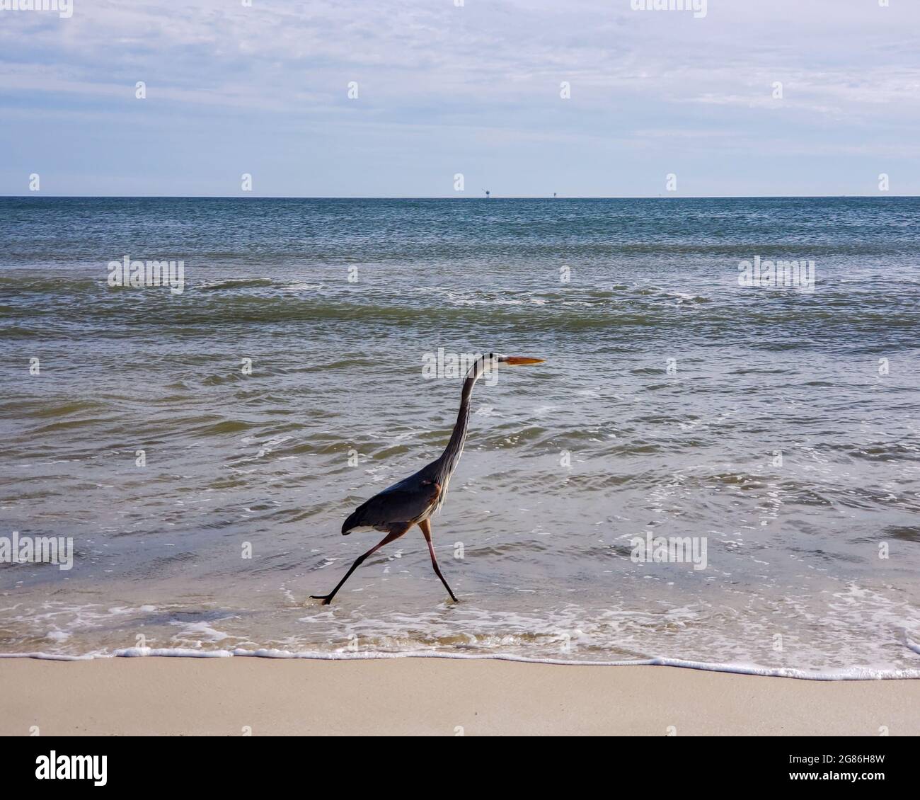 Wasservögel von Alabama Stockfoto