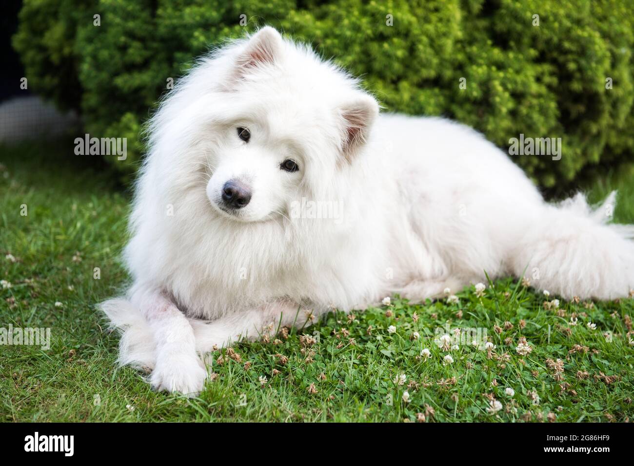 Großer weißer Hund mit flauschigen Haaren von Samoyed Rasse Stockfotografie  - Alamy