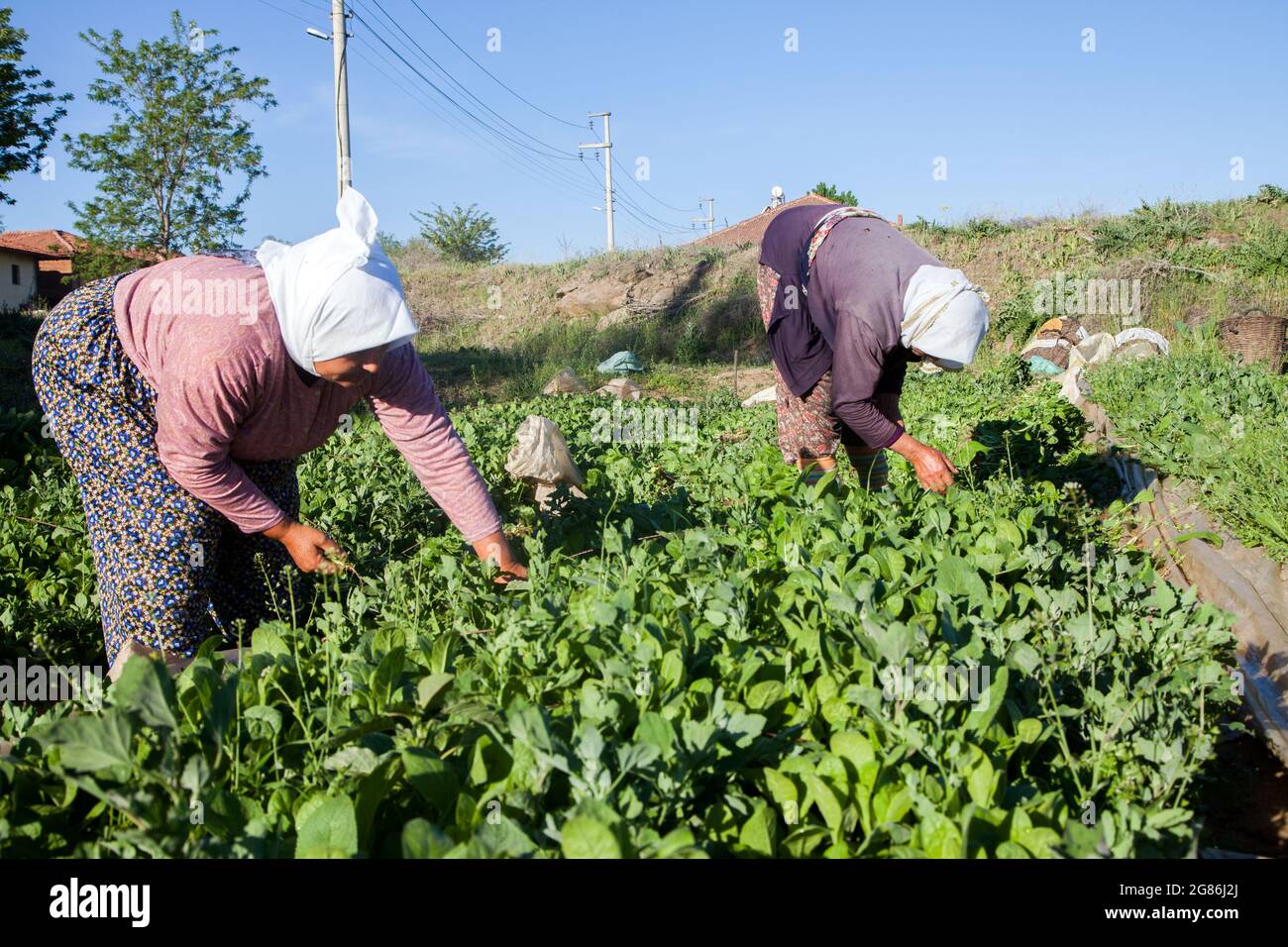 Manisa,Türkei - 04-22-2016:Bauernfrauen arbeiten im Gemüsegarten Stockfoto