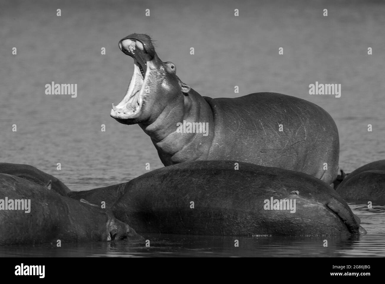 Hippopotamus in Feuchtgebieten, African Savannah, Südafrika. Stockfoto