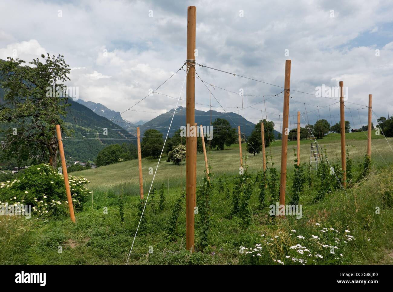 Hopfenanbau in kleinem Maßstab mit Holzpfosten und Eisendraht in einem Schweizer Tal Stockfoto