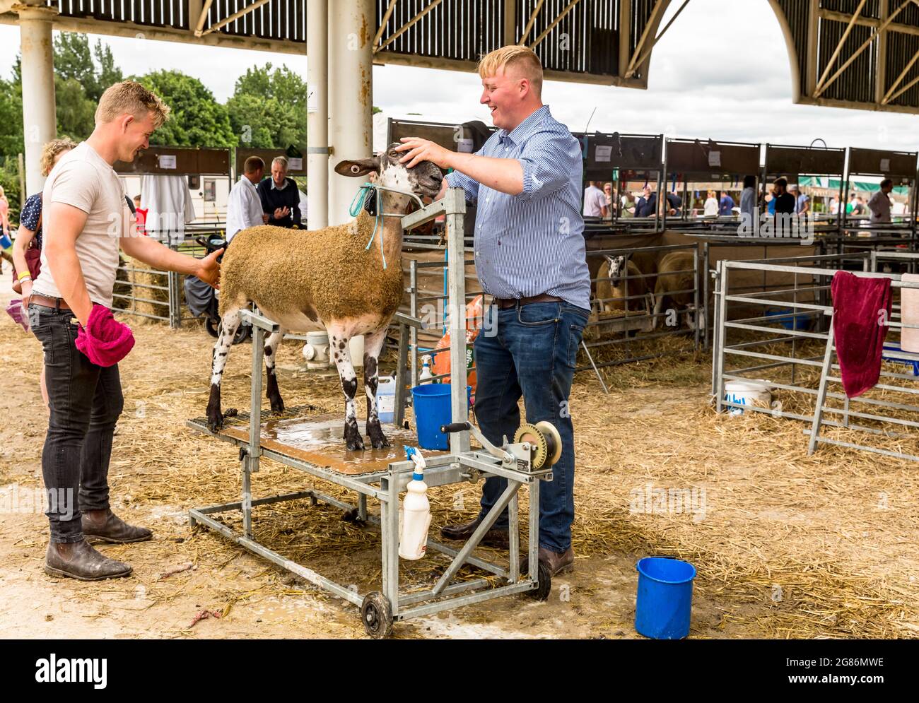 Harrogate, North Yorkshire. VEREINIGTES KÖNIGREICH. Juli 15 2021. Blue Faced Leicester Schafe, die sich bei der Great Yorkshire Show von zwei jungen Bauern waschen und auffrischen Stockfoto