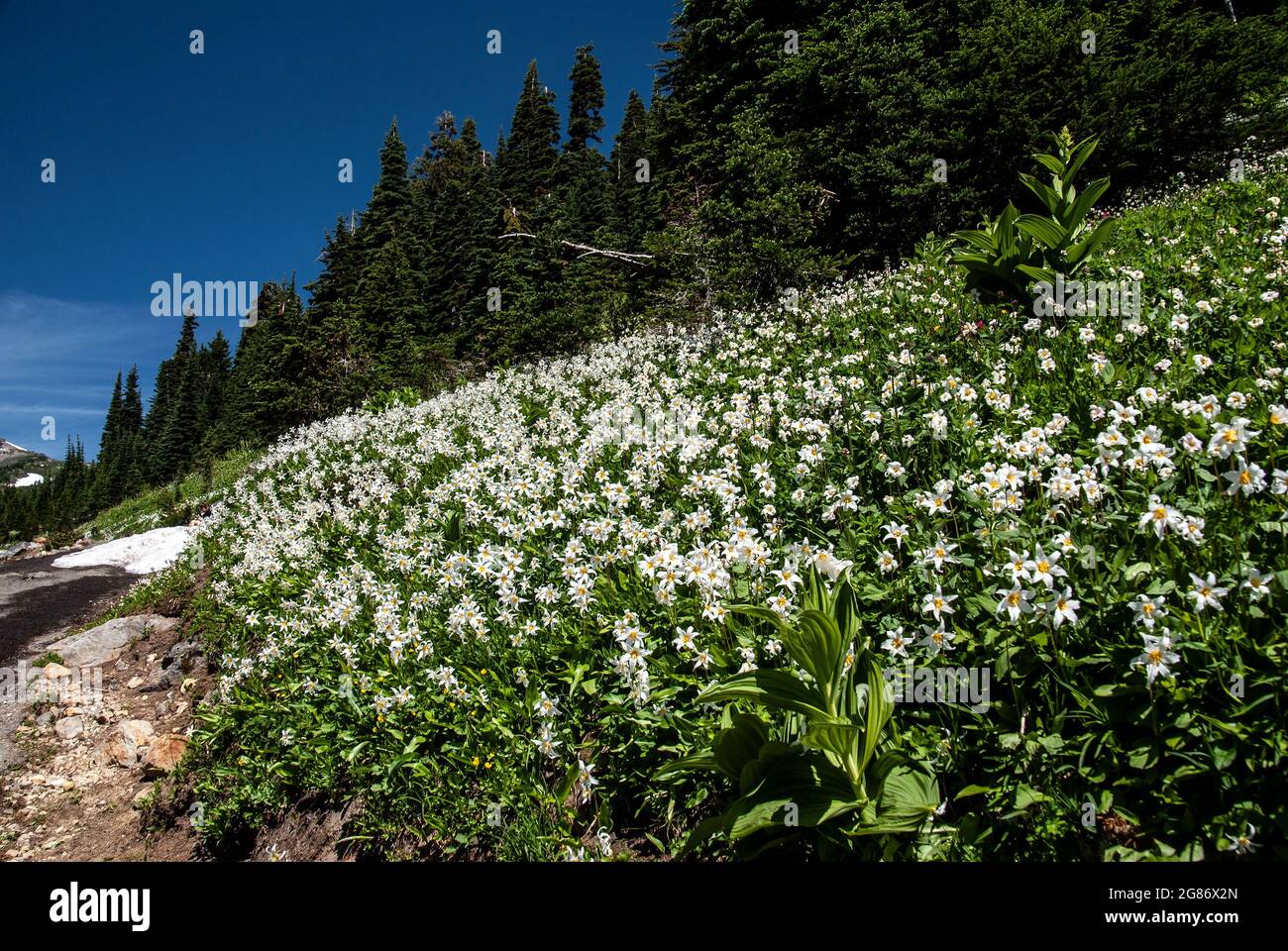 Wildblumen am Hang des Mt. Rainer, Mt. Rainer National Park, Washington Stockfoto