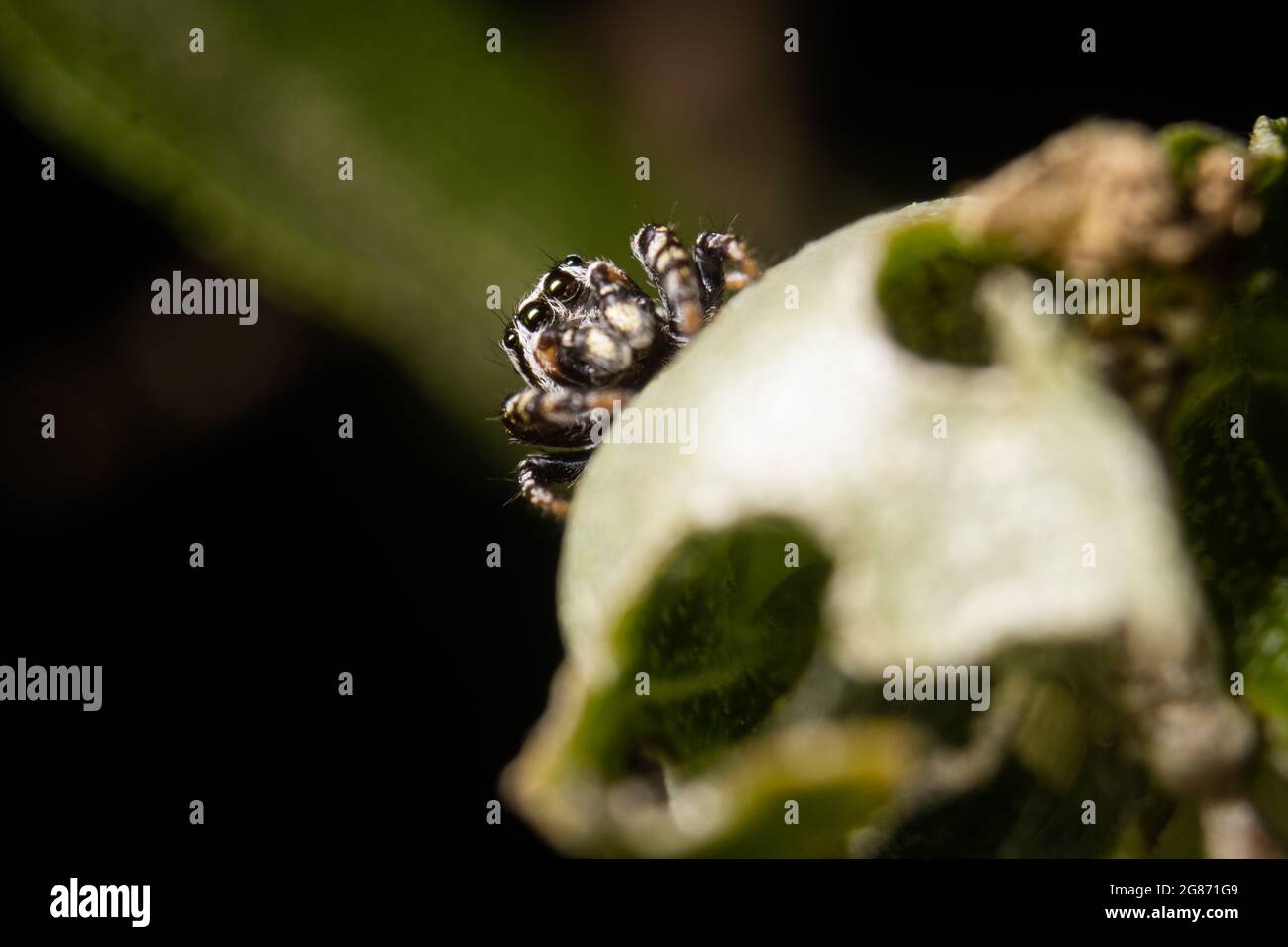 Eine springende Spinne versteckt sich hinter der Kurve eines Blattes. Stockfoto