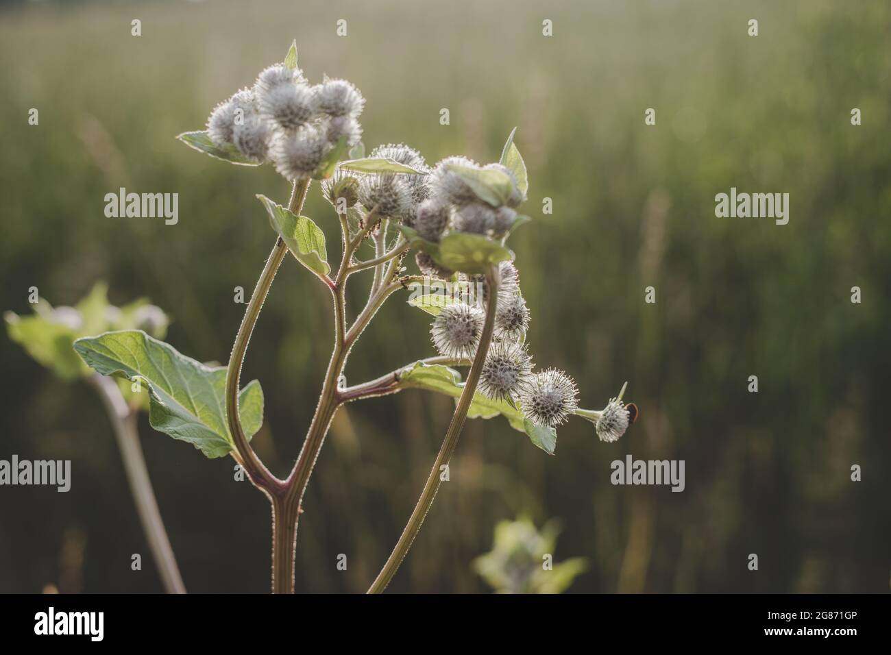 Nahaufnahme des grünen Burdock mit Hintergrundbeleuchtung und Abendsonne Stockfoto