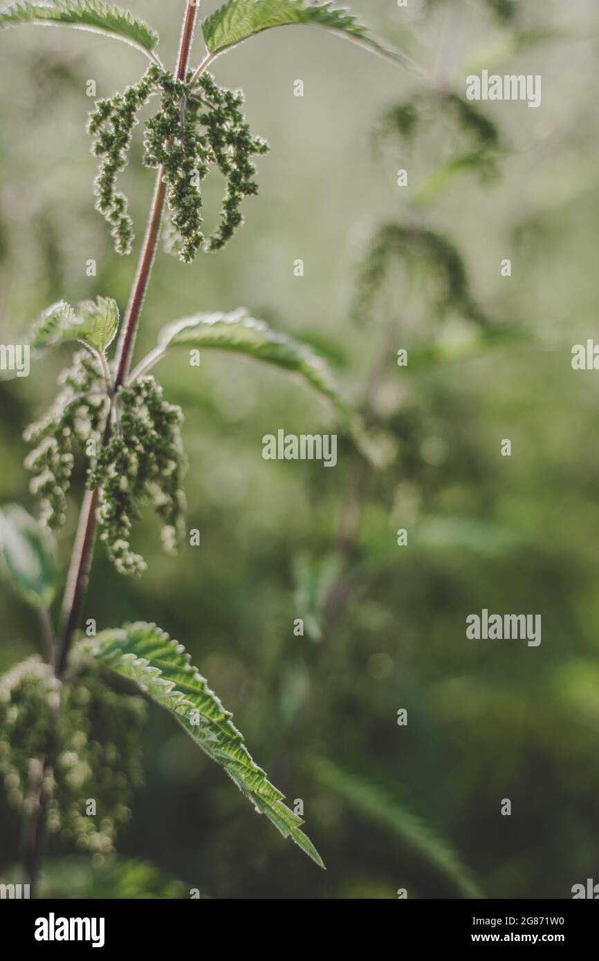 Saftig grüne Brennnessel (Urtica dioica) mit herzförmigen Blättern und gelben Blüten, die von der Abendsonne auf der Wiese beleuchtet werden. Kann als Medicin verwendet werden Stockfoto