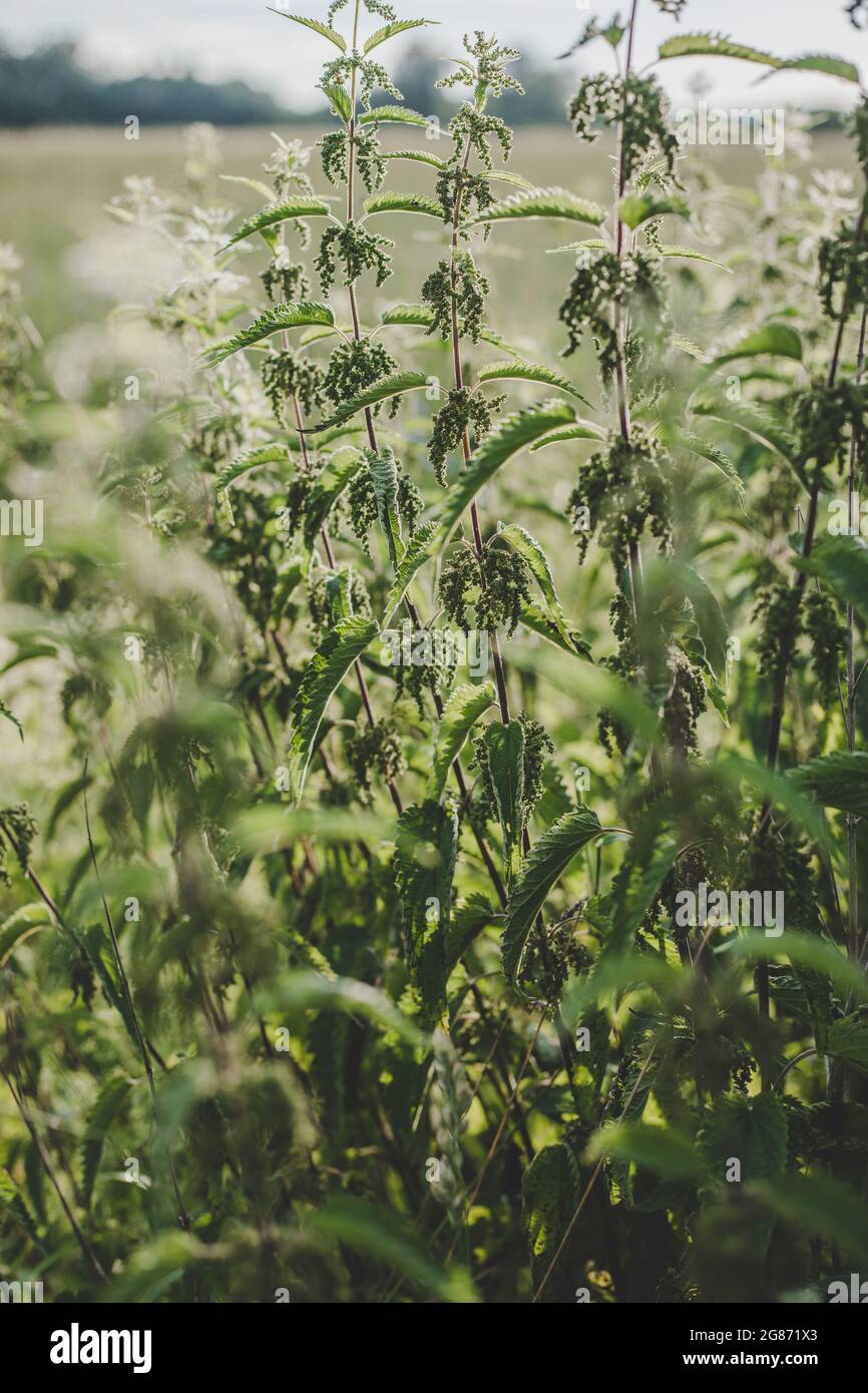 Saftig grüne Brennnessel (Urtica dioica) mit herzförmigen Blättern und gelben Blüten, die von der Abendsonne auf der Wiese beleuchtet werden. Kann als Medicin verwendet werden Stockfoto