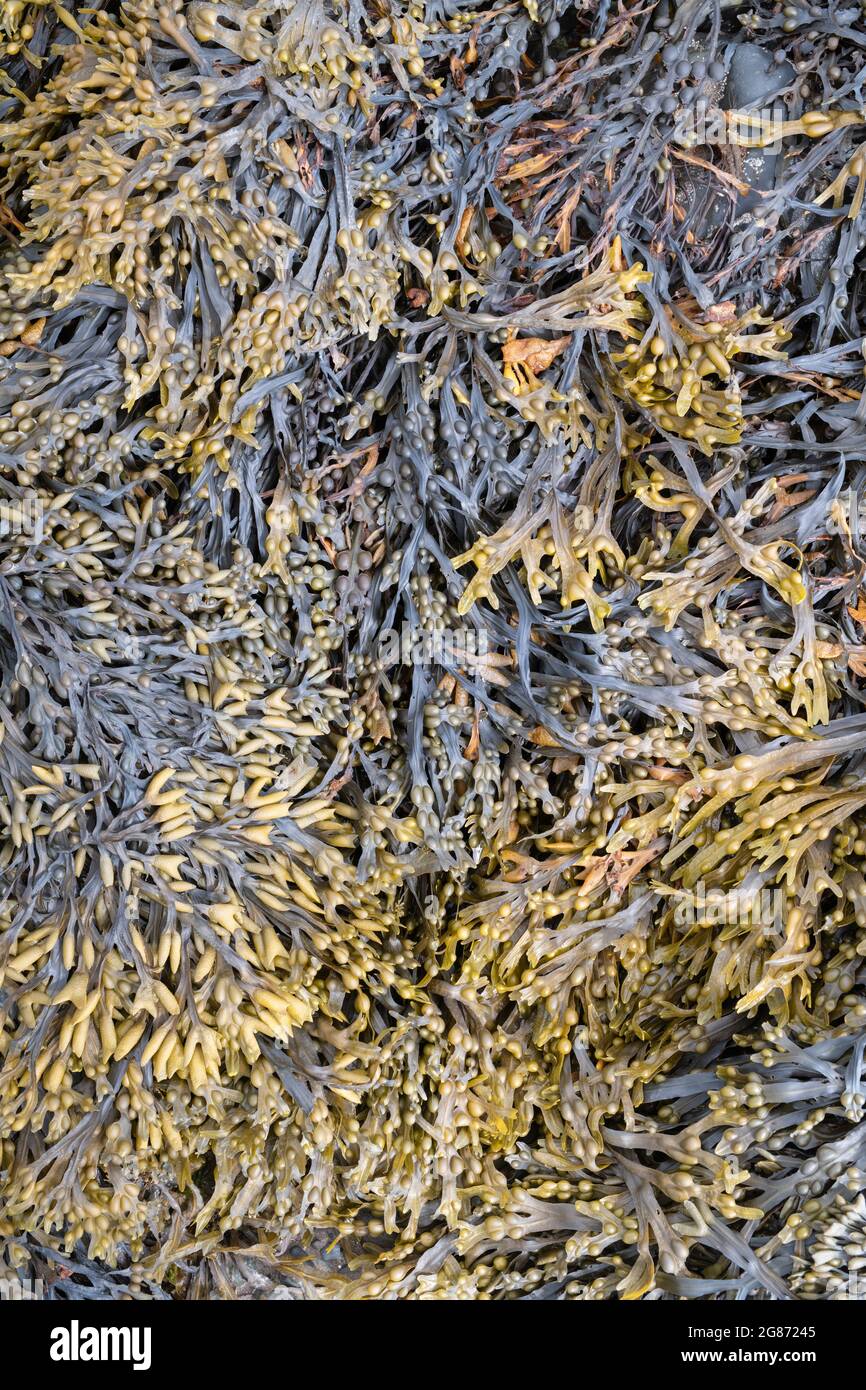 Fucus vesiculosus und Pelvetia canaliculata / Blasenrack und kanalisierte Seegras an der schottischen Küste. Schottland Stockfoto