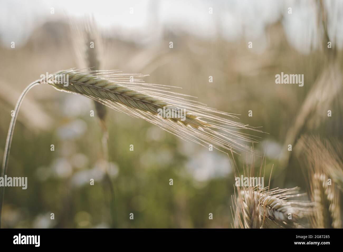 Landwirtschaftliche Feld, wo Roggen wächst, Landschaft von landwirtschaftlichen Nutzpflanzen Roggen hinterleuchtet mit Sonnenuntergang goldenes Licht. Nahaufnahme Stockfoto