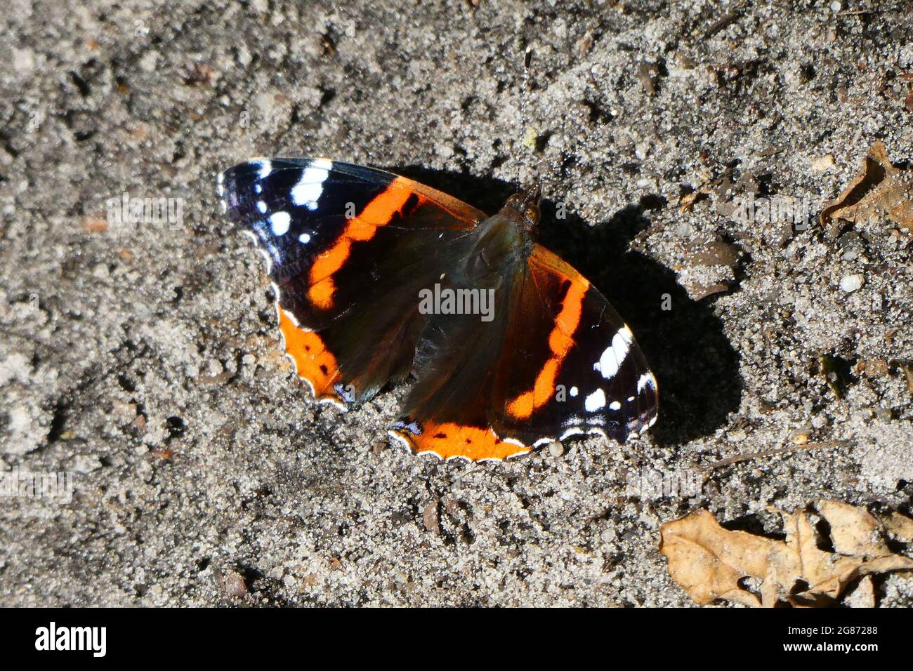 Vanessa atalanta oder roter Admiral, der auf dem Boden sitzt. Es ist ein mittelgroßer Schmetterling mit schwarzen Flügeln, roten Bändern und weißen Flecken. Stockfoto