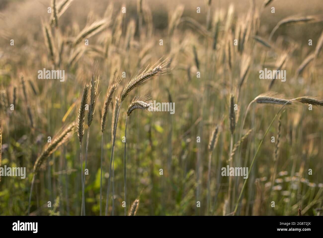 Landwirtschaftliche Feld, wo Roggen wächst, Landschaft von landwirtschaftlichen Nutzpflanzen Roggen hinterleuchtet mit Sonnenuntergang goldenes Licht Stockfoto