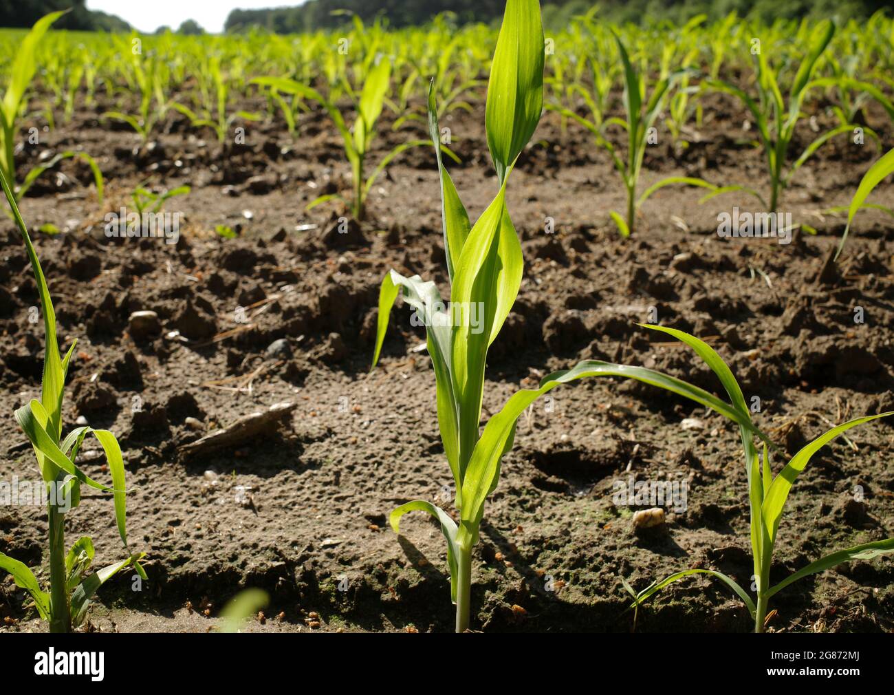 Reihen junger Maistriebe auf einem landwirtschaftlichen Feld. Stockfoto