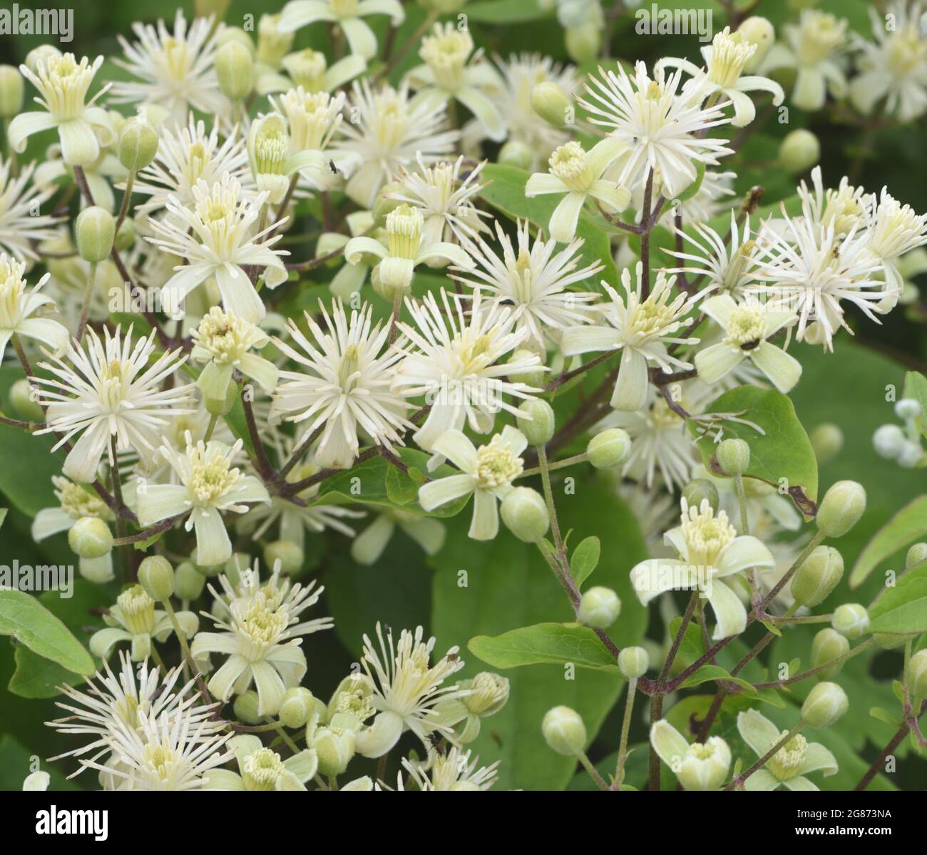 Grünliche Blumen der Reisefreude (Clematis vitalba) wandern auf dem Boden auf sehr armseligen Kiesgrund hinter dem Strand von Rye Bay. Roge Harbor Natu Stockfoto