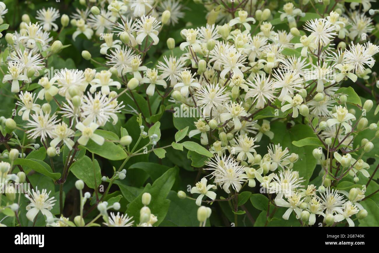 Grünliche Blumen der Reisefreude (Clematis vitalba) wandern auf dem Boden auf sehr armseligen Kiesgrund hinter dem Strand von Rye Bay. Roge Harbor Natu Stockfoto