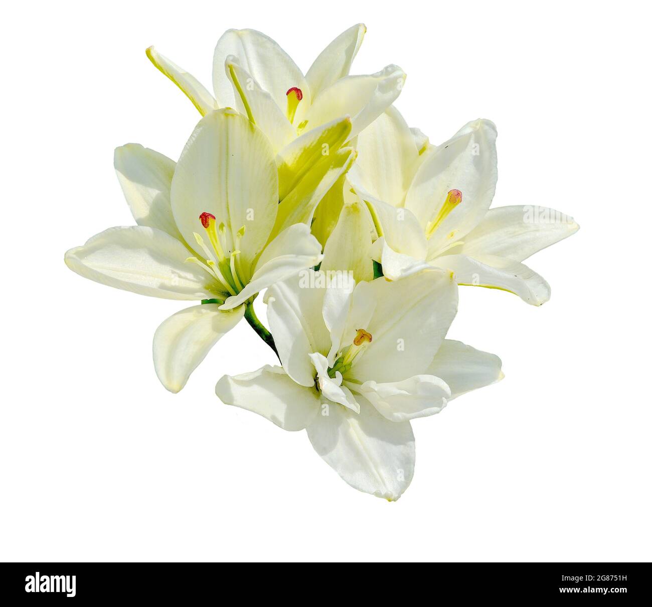 Schöne weiße Lilien auf weißem Hintergrund isoliert. Elegante weiße Lilienblumen aus nächster Nähe Stockfoto