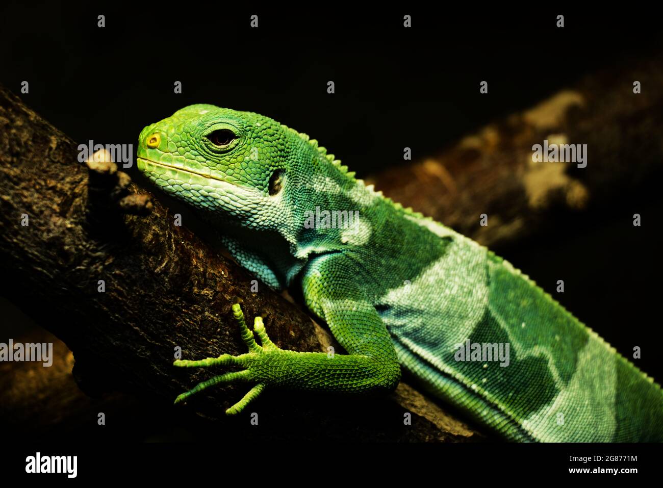 Nahaufnahme der grünen Eidechse - Fidschi gebänderter Leguan (Brachylophus fasciatus) auf einem Baumzweig - schwarzer Hintergrund Stockfoto