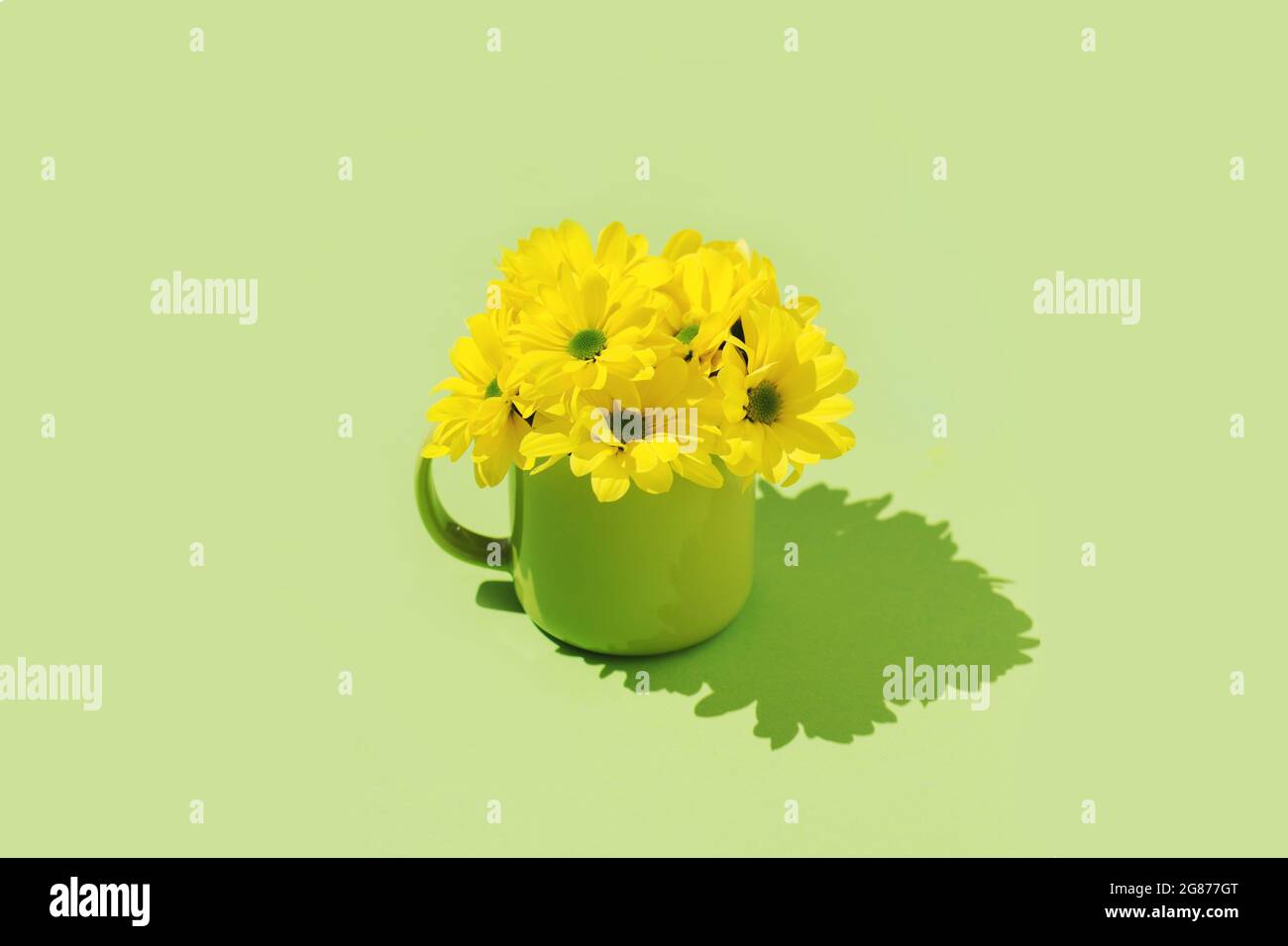 Gelbe Gänseblümchen Kamille Blumen grün Hintergrund minimal Konzept Hintergrund Cover Bild Tapete Stockfoto