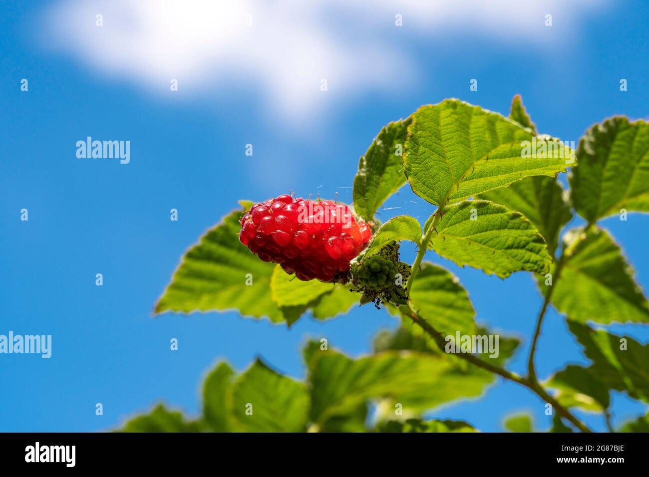 Reife frische Himbeere auf einem Busch Stockfoto