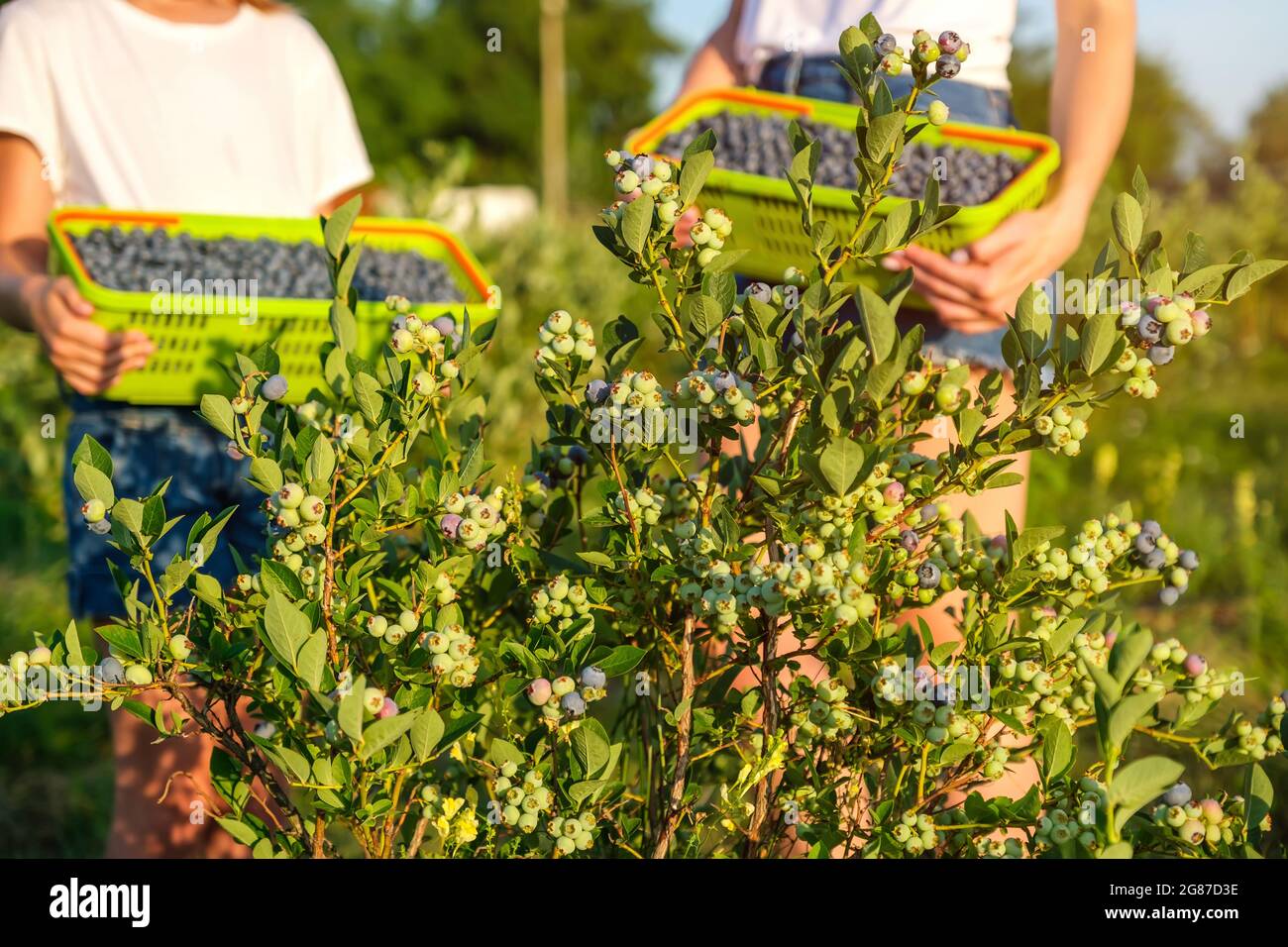 Heidelbeerbusch und eine junge Mutter mit ihrer Tochter, die in einem Korb Beeren pflückt Stockfoto
