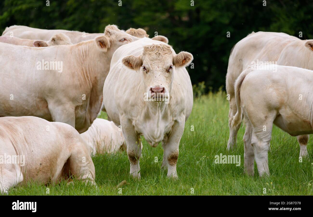 Charolais-Kuh, französische Rasse von Taurinrinrindern, die auf die Linse von anderen Kühen umgeben schaut. Stockfoto