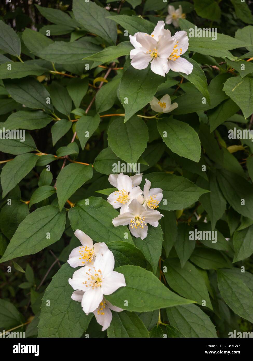 Philadelphus Mock-orange Jasmin Zweig mit weißen Blüten auf buschgrünen Blättern Hintergrund. Nahaufnahme Stockfoto