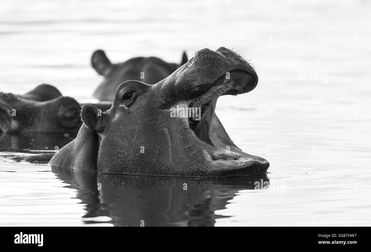 Hippopotamus in Feuchtgebieten, African Savannah, Südafrika. Stockfoto