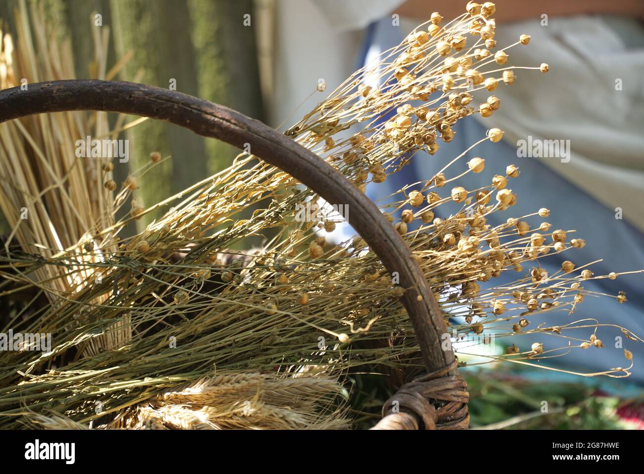 Bündeln von trockenem Getreide, Flachs und Roggen im Weidenkorb. Ökologischer Landbau. Landwirtschaft. Stockfoto