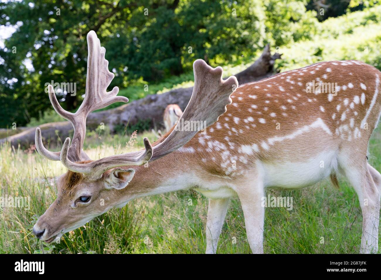 Damhirsch mit neu gewachsenem Geweih im Nationalpark Kent England, Großbritannien Stockfoto