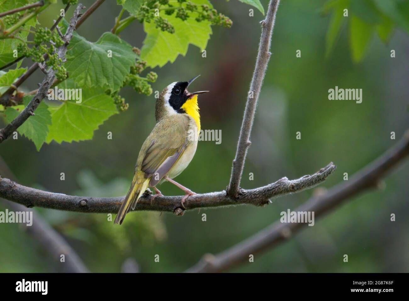 Gewöhnlicher Gelbkehlenbrütung, männlicher Gesang • Sterling Nature Center, NY • 2021 Stockfoto