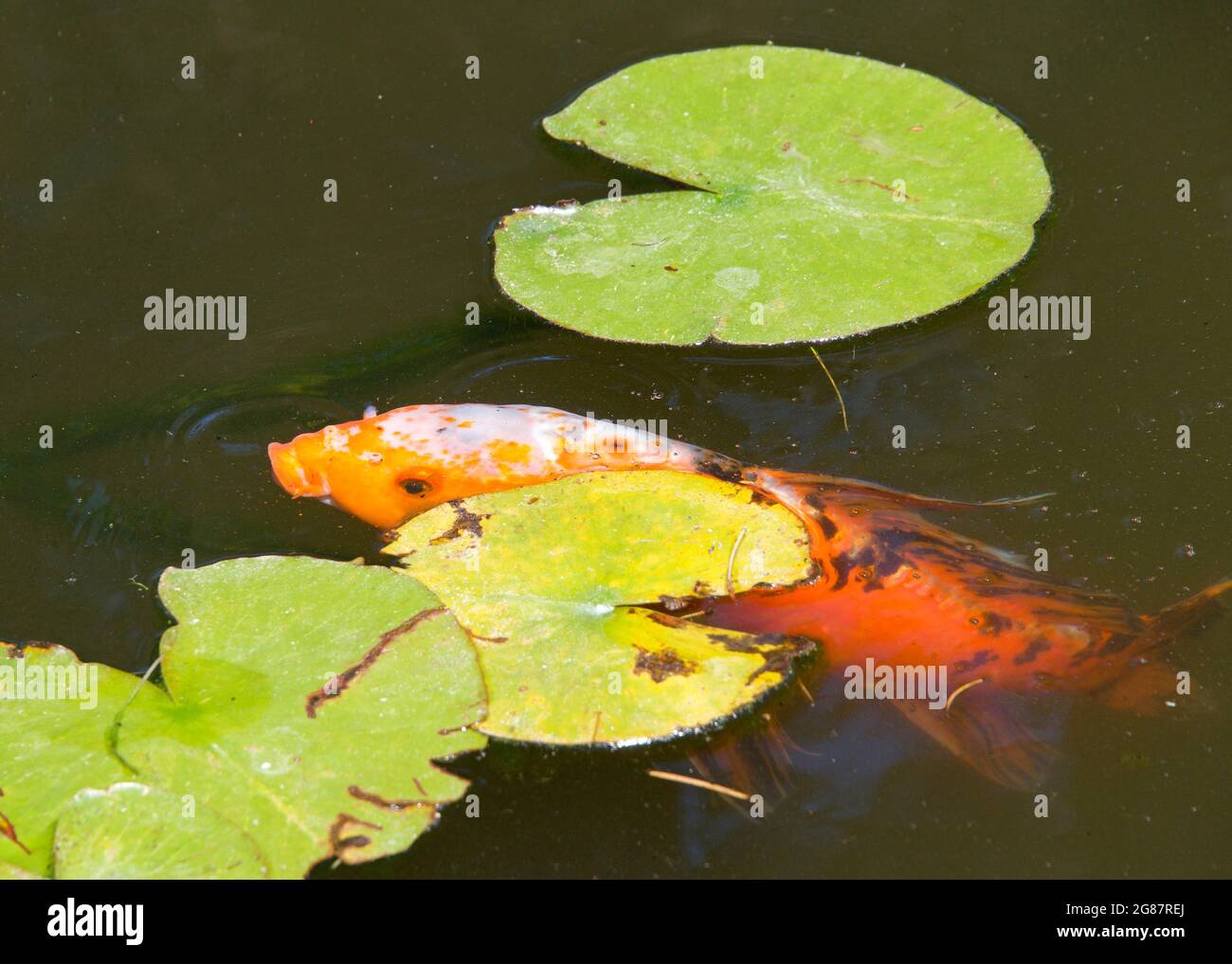 Koi ora ist auch als Nishikigoi bekannt, eine farbige Sorte von Amur