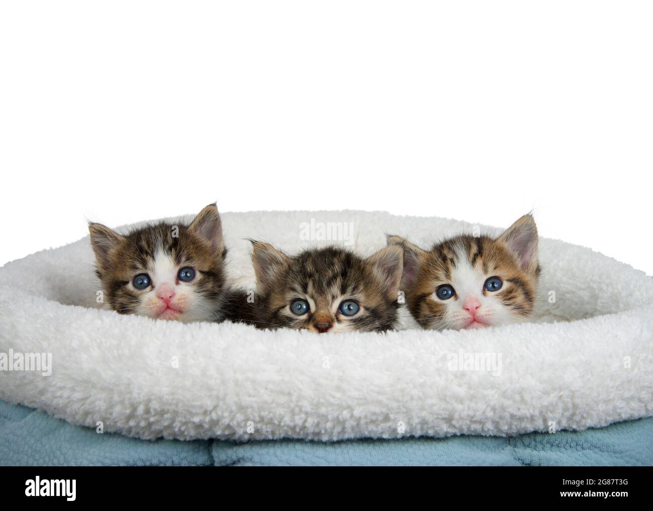 Drei entzückende tabby Kätzchen, die über den Rand des mit Schaffell gefütterten Bettes ragen, isoliert auf Weiß Stockfoto