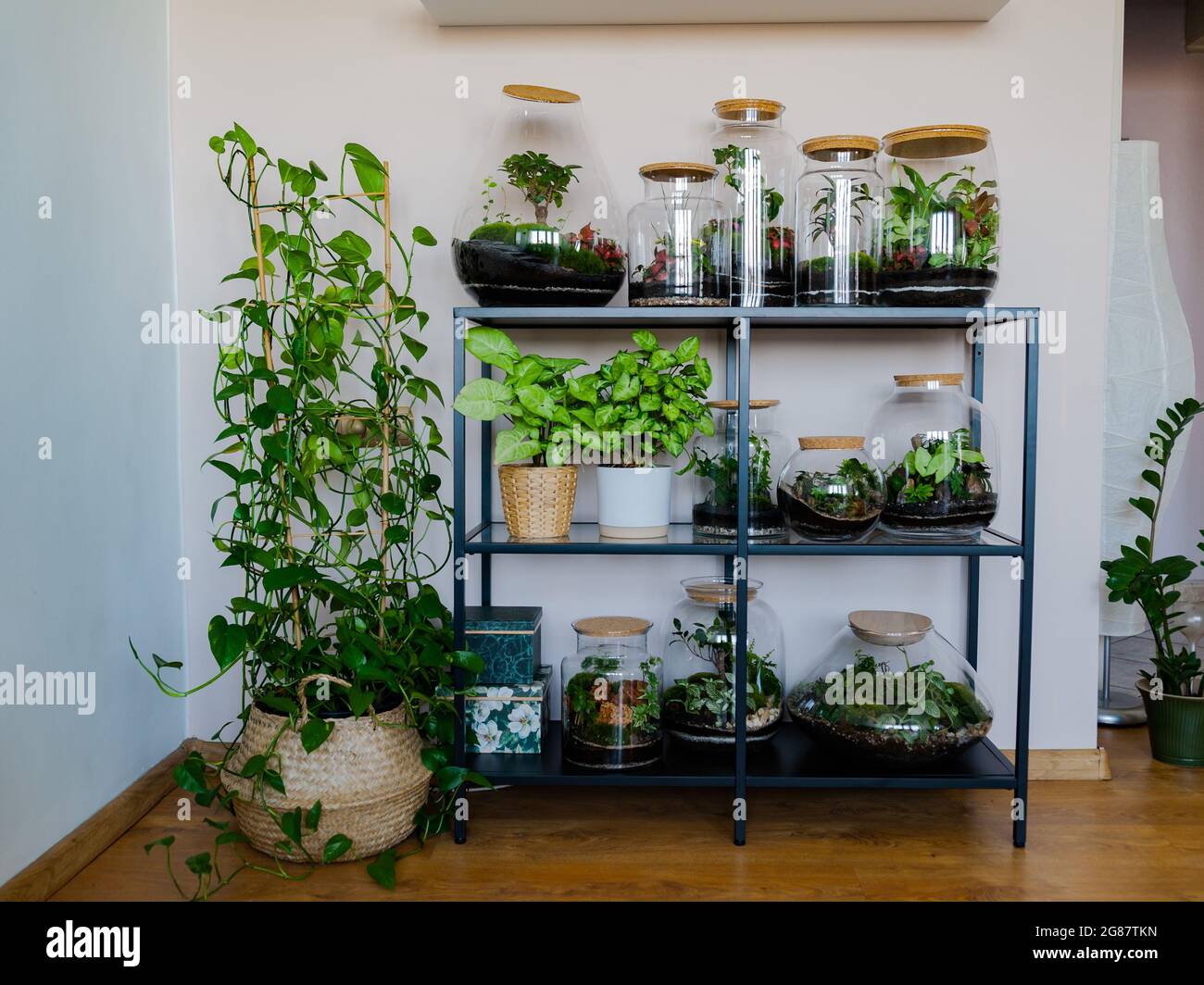 Regal mit Wäldern in Glas, Ausstellung, Ausstellung. Pflanzenterrarien, Innengarten, Vivarium, geschlossenes Glas, Miniaturgärten, Garten unter Glas Stockfoto