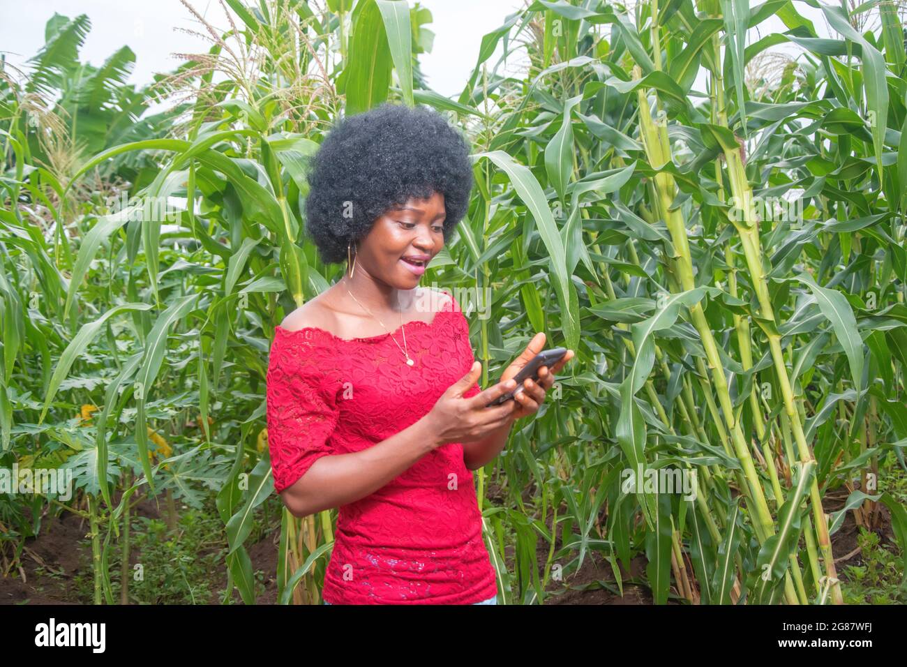 Eine nette afrikanische Dame in einem roten Kleid und afro-Frisur, glücklich auf die Kamera schauend und ein Smartphone mit beiden Händen haltend, auf dem Bauernhof Stockfoto