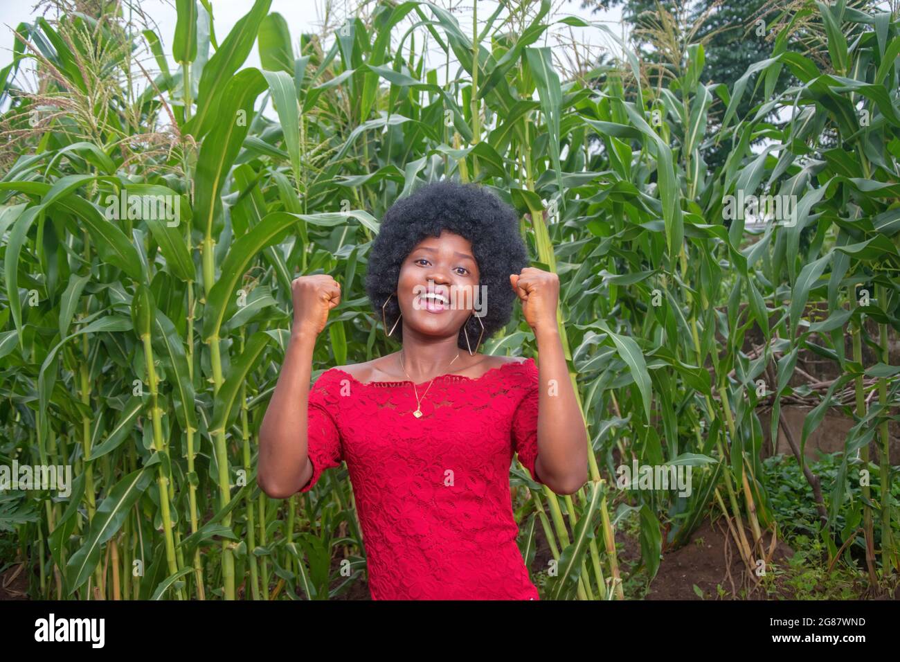 Eine coole und hübsche afrikanische Dame in einem roten Kleid und Afro-Frisur posiert gerne für Fotos auf einem grünen Mais-Ackerland oder einer Maisplantage Stockfoto